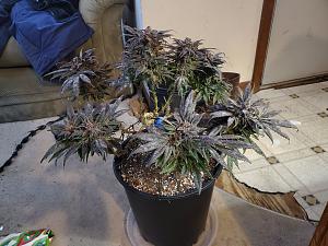 Click image for larger version

Name:	20201217_132009.jpg
Views:	69
Size:	3.18 MB
ID:	664472