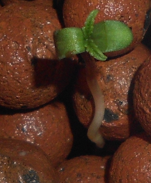 Click image for larger version

Name:	4 - 24 hrs - Copy.jpg
Views:	204
Size:	92.7 KB
ID:	396393