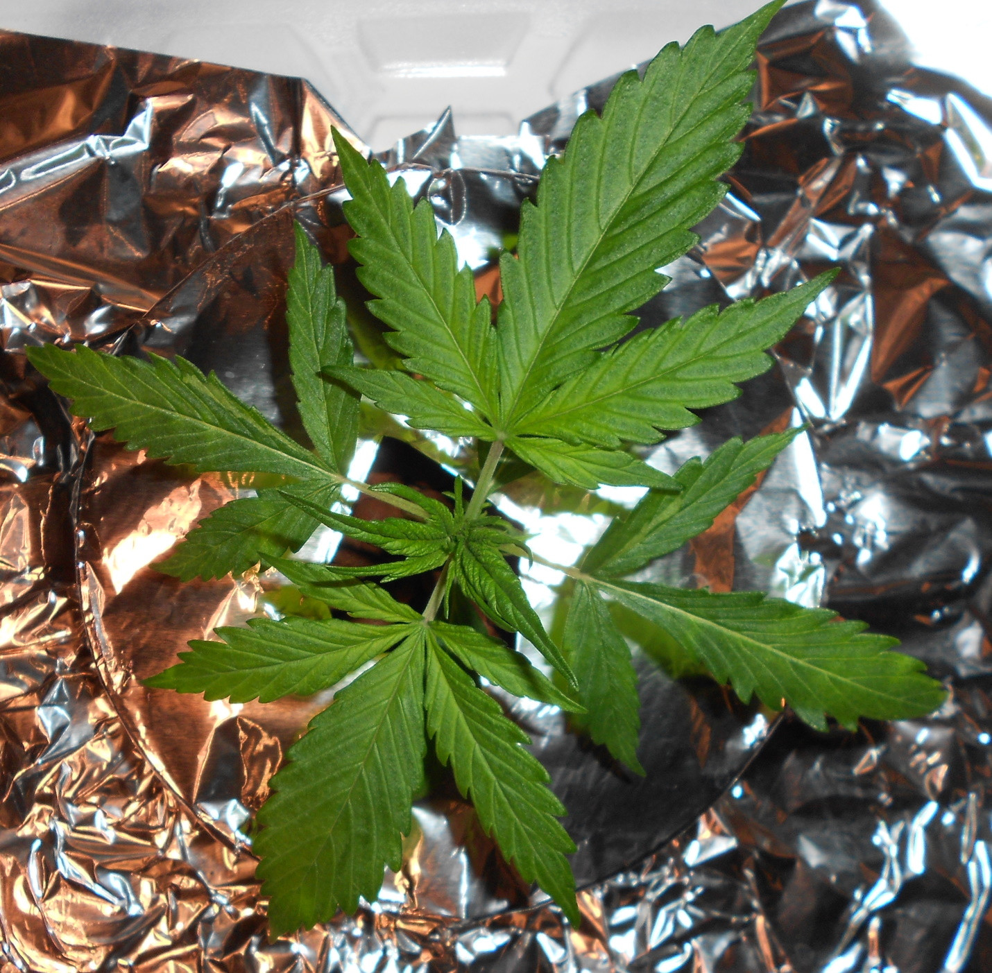 Click image for larger version

Name:	W2 D17 - 3 - Copy.jpg
Views:	206
Size:	696.7 KB
ID:	401226