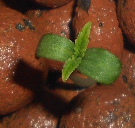 Click image for larger version

Name:	3 - 24 hrs - Copy.jpg
Views:	189
Size:	61.0 KB
ID:	396392