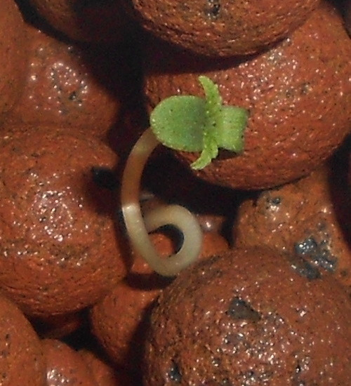 Click image for larger version

Name:	2 - 24 hrs - Copy.jpg
Views:	187
Size:	89.7 KB
ID:	396391