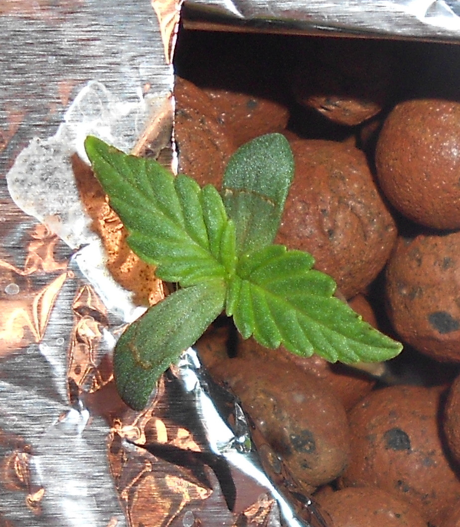 Click image for larger version

Name:	4 - Copy.jpg
Views:	199
Size:	334.4 KB
ID:	397312