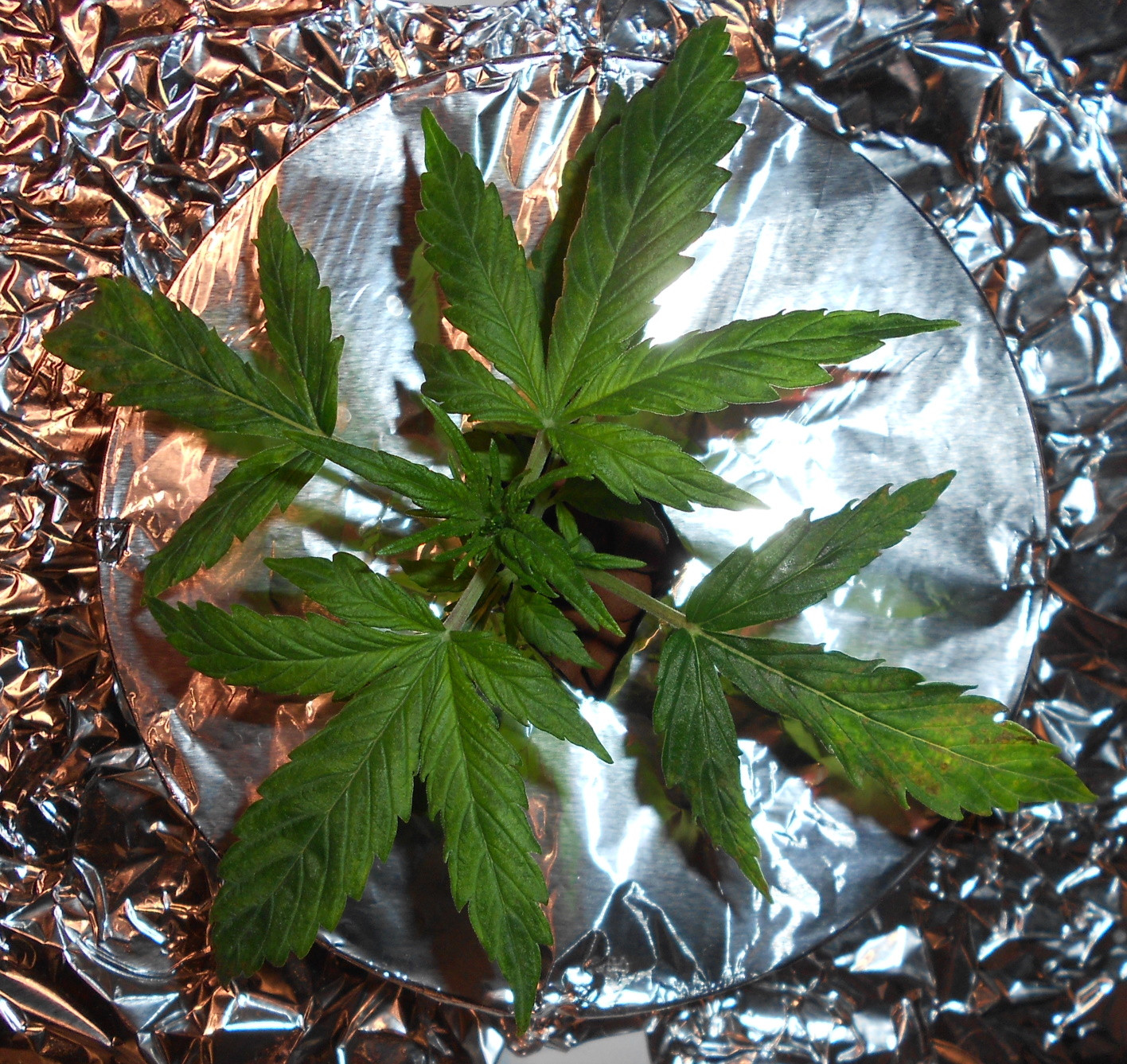 Click image for larger version

Name:	W2 D17 - 4 - Copy.jpg
Views:	193
Size:	803.6 KB
ID:	401227