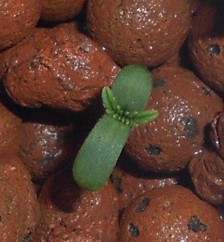 Click image for larger version

Name:	1 - 24 hrs - Copy.jpg
Views:	217
Size:	72.5 KB
ID:	396390