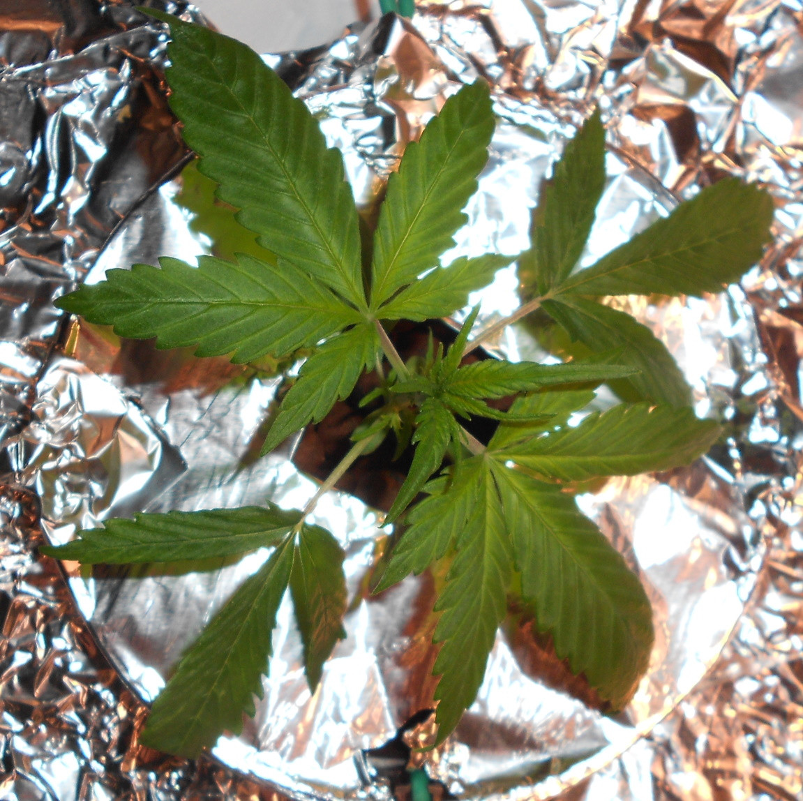 Click image for larger version

Name:	W2 D17 - 2 - Copy.jpg
Views:	182
Size:	458.5 KB
ID:	401225