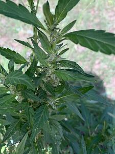 Click image for larger version

Name:	7347EFEB-8A14-4CD8-8B6E-ADBF78866272.jpeg
Views:	166
Size:	2.67 MB
ID:	321496