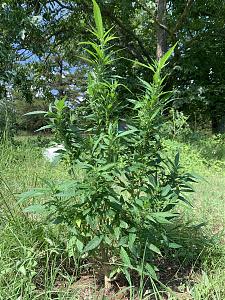 Click image for larger version

Name:	38AB3340-6A38-450B-A6DC-CD4828F1B24C.jpeg
Views:	187
Size:	3.93 MB
ID:	321497