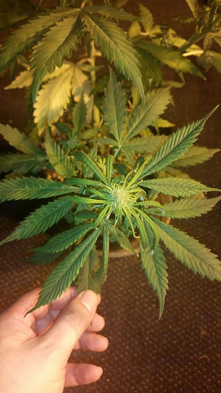 Click image for larger version

Name:	close up of GG AF ladystud after spraying.jpg
Views:	535
Size:	712.3 KB
ID:	385756