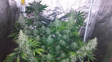 Click image for larger version

Name:	IMG_20180408_185644164.jpg
Views:	259
Size:	872.0 KB
ID:	194884