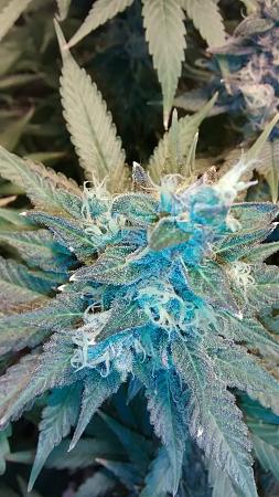 Click image for larger version

Name:	IMG_20180421_190613180.jpg
Views:	241
Size:	937.7 KB
ID:	197787