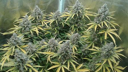 Click image for larger version

Name:	20180401_073850.jpg
Views:	242
Size:	989.7 KB
ID:	191844