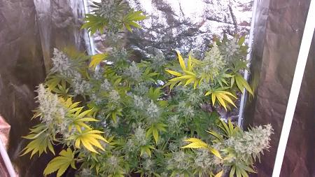 Click image for larger version

Name:	IMG_20180421_185422187.jpg
Views:	276
Size:	885.3 KB
ID:	197789