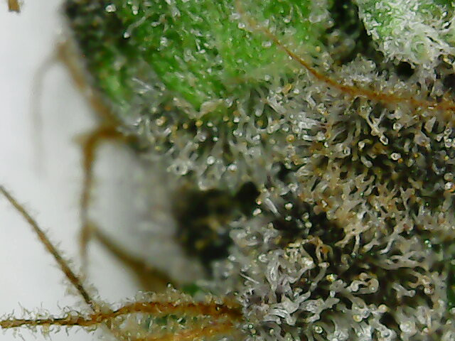 Click image for larger version

Name:	2020-04-19-102645.jpg
Views:	190
Size:	110.9 KB
ID:	397029