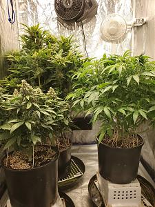 Click image for larger version

Name:	20200529_002421_copy_1209x1612.jpg
Views:	472
Size:	853.9 KB
ID:	410671