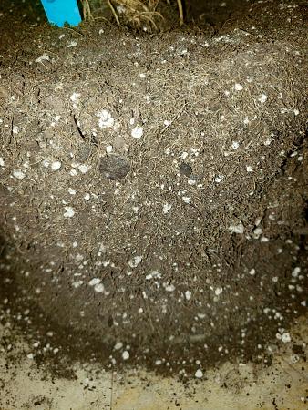 Click image for larger version

Name:	soil-roots.jpg
Views:	23
Size:	1.16 MB
ID:	664539