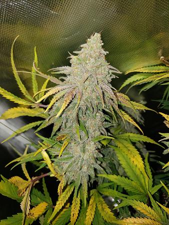 Click image for larger version

Name:	super-soil-nutrient-deficiencies-2.jpg
Views:	18
Size:	612.1 KB
ID:	664540