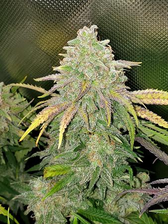 Click image for larger version

Name:	super-soil-nutrient-deficiencies.jpg
Views:	21
Size:	652.1 KB
ID:	664541