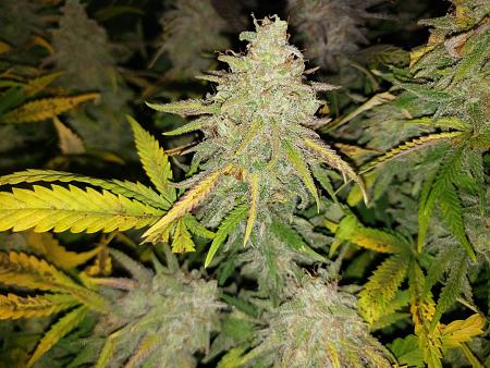 Click image for larger version

Name:	super-soil-nutrient-deficiencies-1.jpg
Views:	20
Size:	533.3 KB
ID:	664542