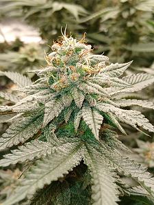 Click image for larger version

Name:	20260329_194443.jpg
Views:	0
Size:	2.76 MB
ID:	664545