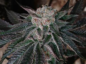 Click image for larger version

Name:	20260329_194524.jpg
Views:	0
Size:	3.51 MB
ID:	664546