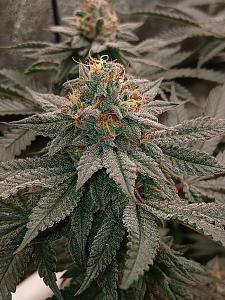 Click image for larger version

Name:	20260329_194449.jpg
Views:	0
Size:	2.96 MB
ID:	664547