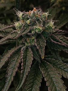 Click image for larger version

Name:	20260329_195048.jpg
Views:	0
Size:	2.87 MB
ID:	664550