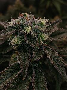 Click image for larger version

Name:	20260329_195105.jpg
Views:	0
Size:	2.36 MB
ID:	664549