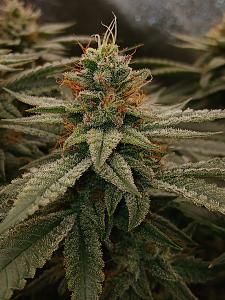 Click image for larger version

Name:	20260329_195221.jpg
Views:	0
Size:	2.60 MB
ID:	664551