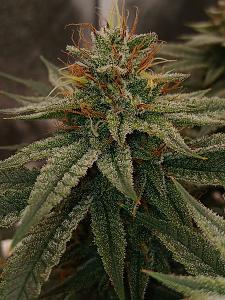 Click image for larger version

Name:	20260329_195227.jpg
Views:	0
Size:	2.90 MB
ID:	664552