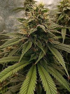 Click image for larger version

Name:	20260329_195149.jpg
Views:	0
Size:	2.85 MB
ID:	664553