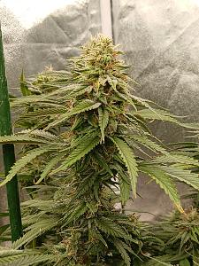 Click image for larger version

Name:	20260329_195209.jpg
Views:	0
Size:	2.92 MB
ID:	664554