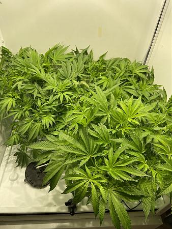 Click image for larger version

Name:	wk2.JPG
Views:	429
Size:	3.17 MB
ID:	374210