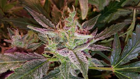 Click image for larger version

Name:	20180109_122018.jpg
Views:	248
Size:	2.67 MB
ID:	162243