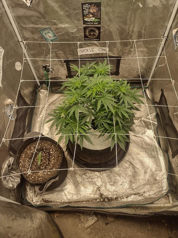 Click image for larger version

Name:	IMG_20260330_073315400_HDR.jpg
Views:	32
Size:	4.06 MB
ID:	664559