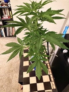 Click image for larger version

Name:	3B451C5C-B8E2-4985-94A8-A1096F14D8E9.jpeg
Views:	379
Size:	39.1 KB
ID:	383531