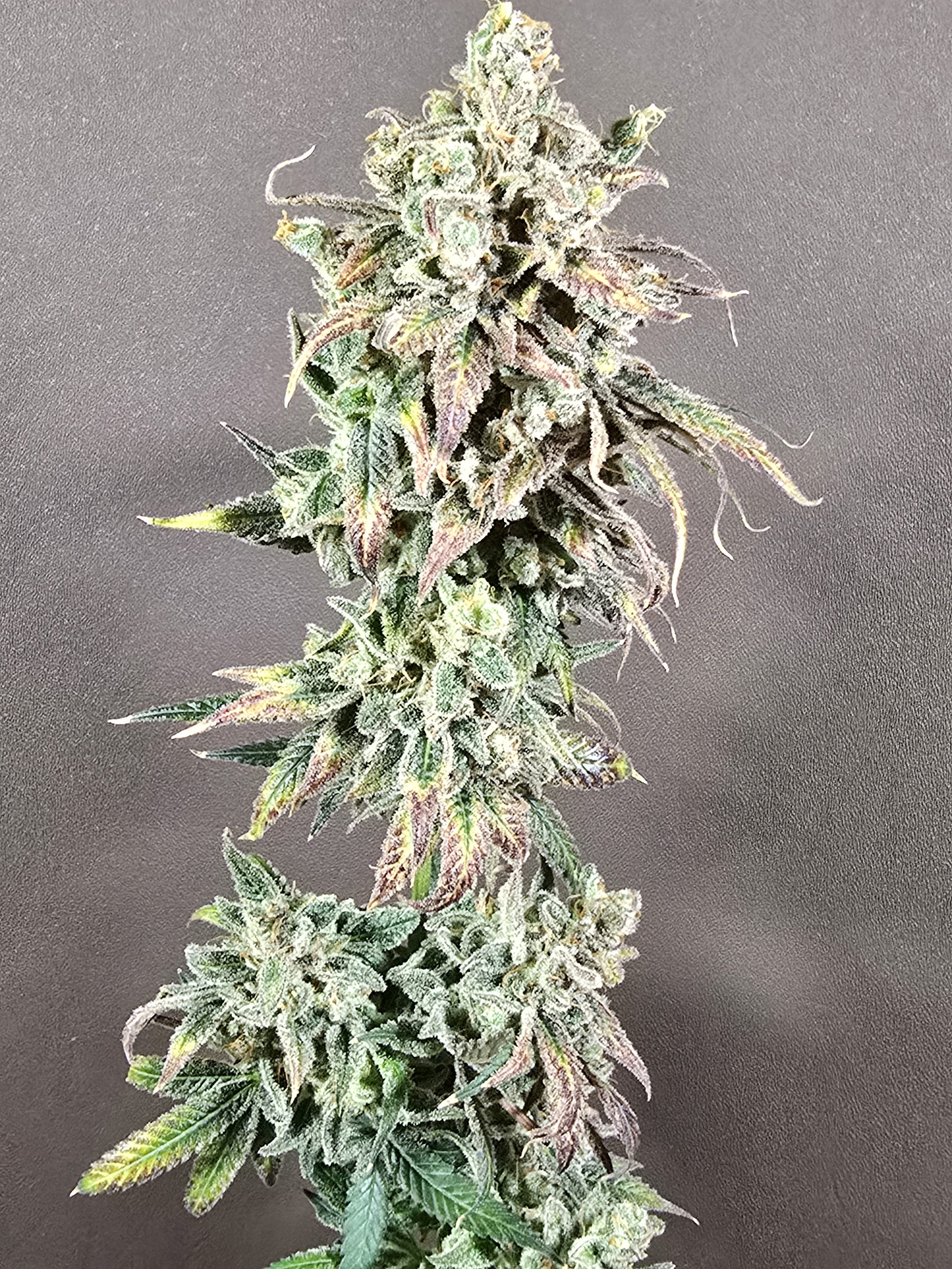 Click image for larger version

Name:	20260330_144954.jpg
Views:	0
Size:	3.38 MB
ID:	664569