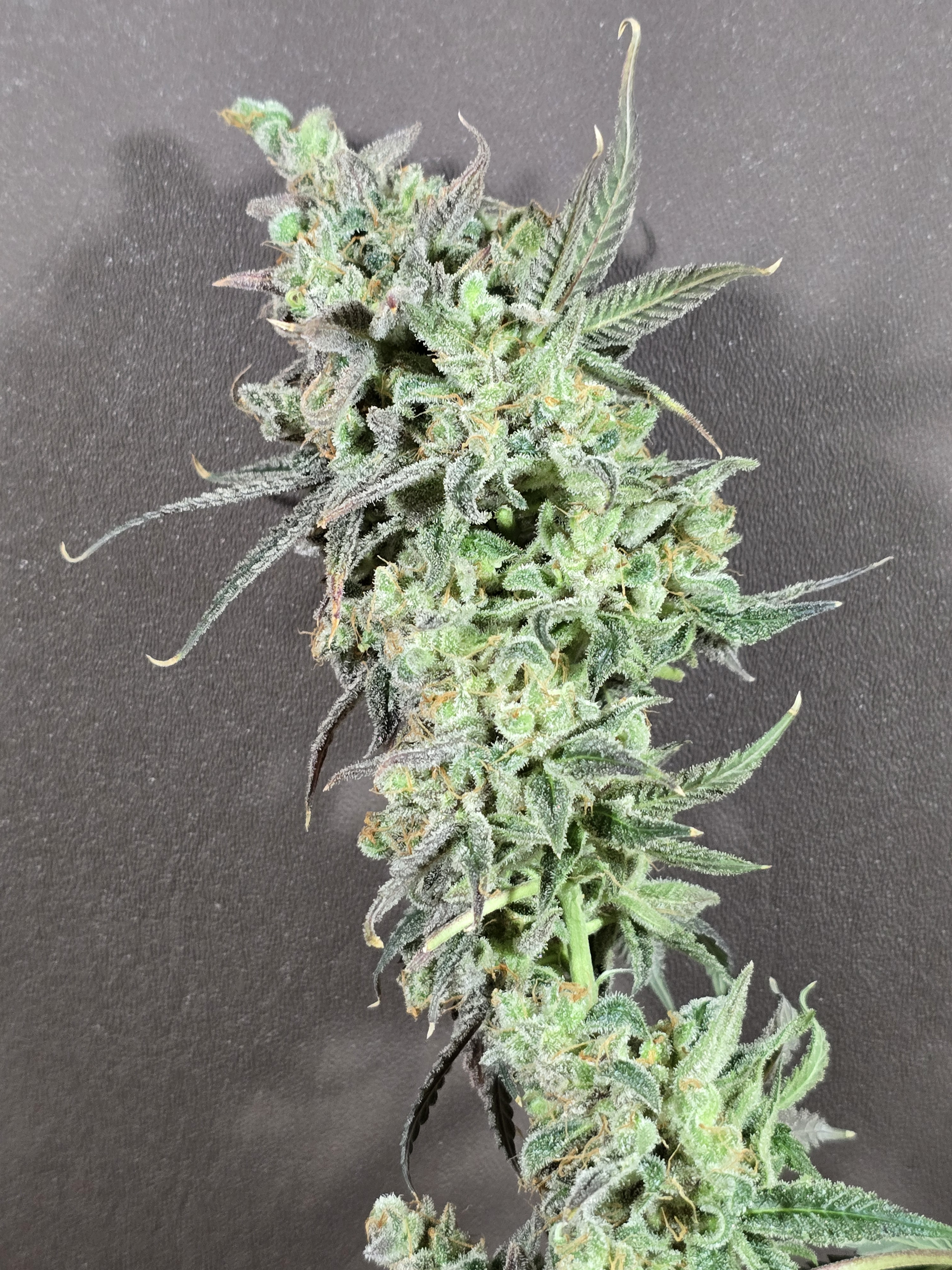 Click image for larger version

Name:	20260330_145311.jpg
Views:	0
Size:	3.11 MB
ID:	664570