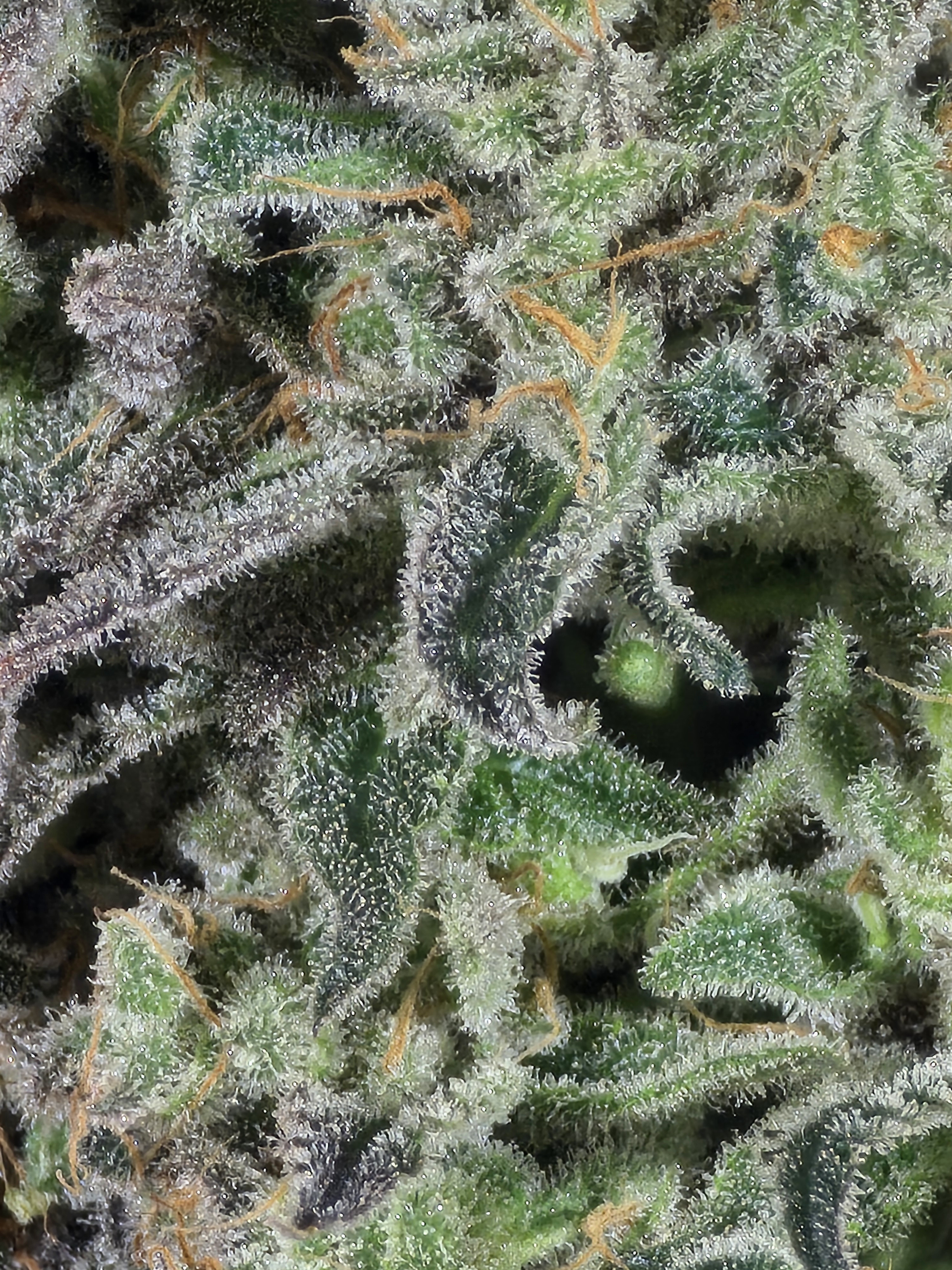 Click image for larger version

Name:	20260330_145401.jpg
Views:	0
Size:	2.93 MB
ID:	664572