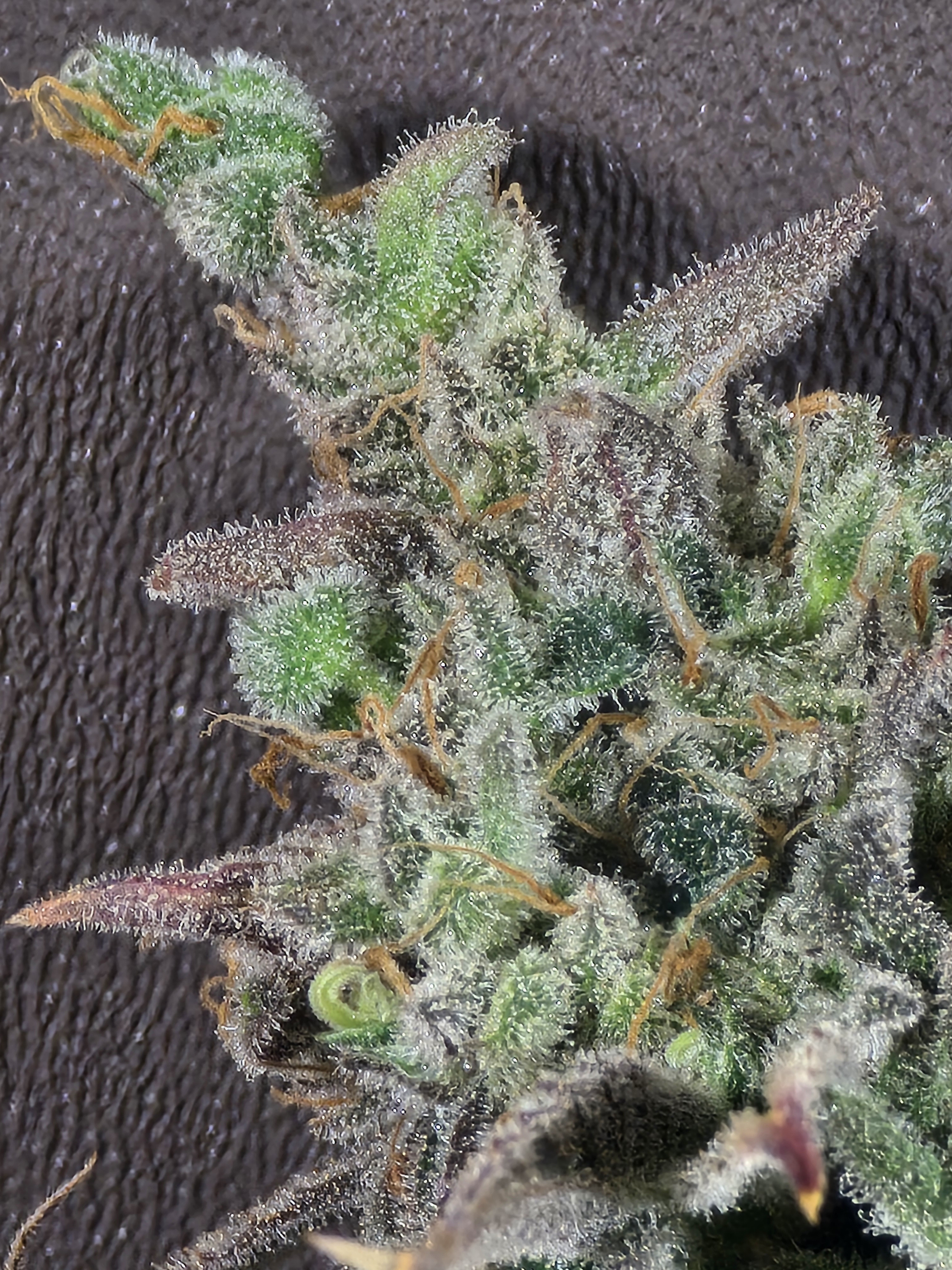 Click image for larger version  Name:	20260330_145412.jpg Views:	0 Size:	2.63 MB ID:	664574