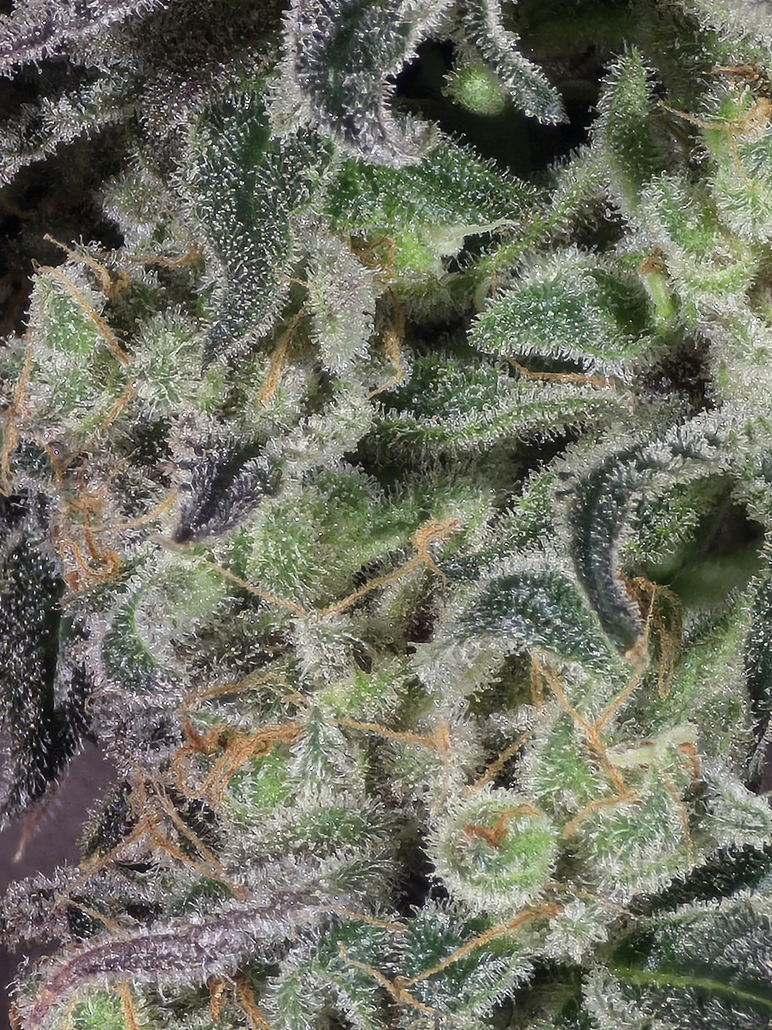 Click image for larger version  Name:	20260330_145435.jpg Views:	0 Size:	2.94 MB ID:	664575