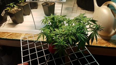 Click image for larger version  Name:	20200222_002818.jpg Views:	0 Size:	1.70 MB ID:	377816