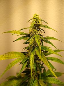 Click image for larger version

Name:	IMG_20200221_222746234.jpg
Views:	546
Size:	1.67 MB
ID:	377833