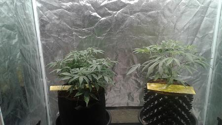 Click image for larger version

Name:	20180922_060221.jpg
Views:	231
Size:	731.2 KB
ID:	251755