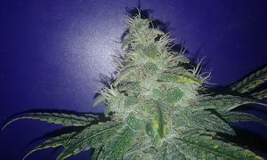 Click image for larger version

Name:	20181104_195456.jpg
Views:	188
Size:	759.5 KB
ID:	264781