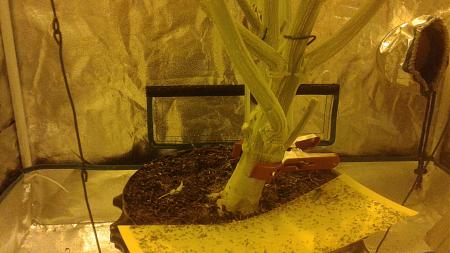 Click image for larger version

Name:	20180930_073555.jpg
Views:	232
Size:	711.0 KB
ID:	253749