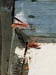 Click image for larger version

Name:	20180918_124008.jpg
Views:	291
Size:	1.15 MB
ID:	250107