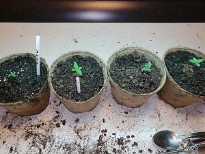 Click image for larger version

Name:	20180916_131227.jpg
Views:	278
Size:	3.21 MB
ID:	249384