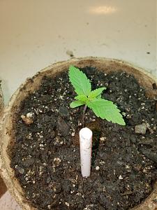 Click image for larger version

Name:	20180918_120702.jpg
Views:	282
Size:	2.49 MB
ID:	250087