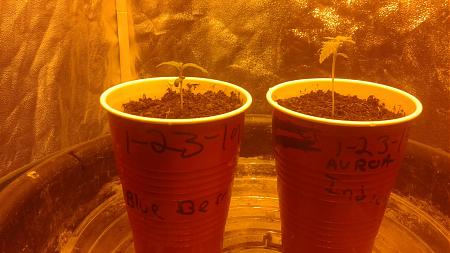 Click image for larger version

Name:	20190202_070517.jpg
Views:	200
Size:	702.7 KB
ID:	289175