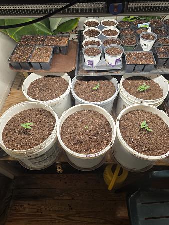 Click image for larger version

Name:	20260331_160009.jpg
Views:	33
Size:	3.65 MB
ID:	664612